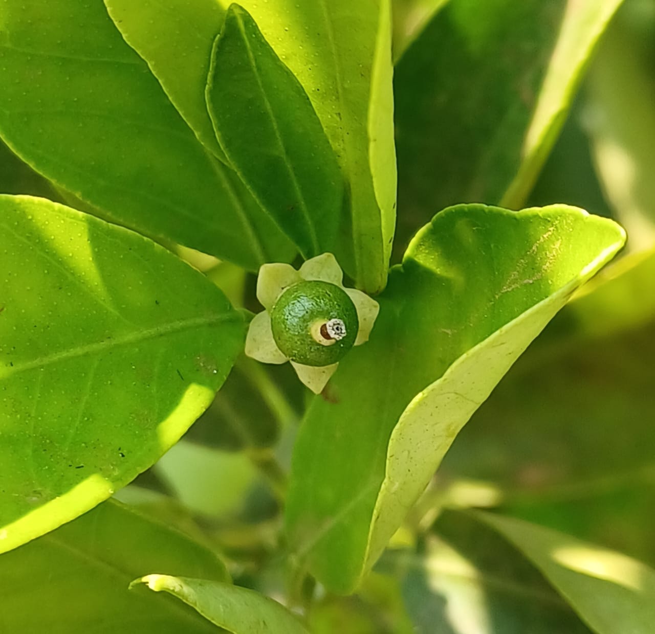 whatsapp image 2025 10 21 at 15.45.35 88949093